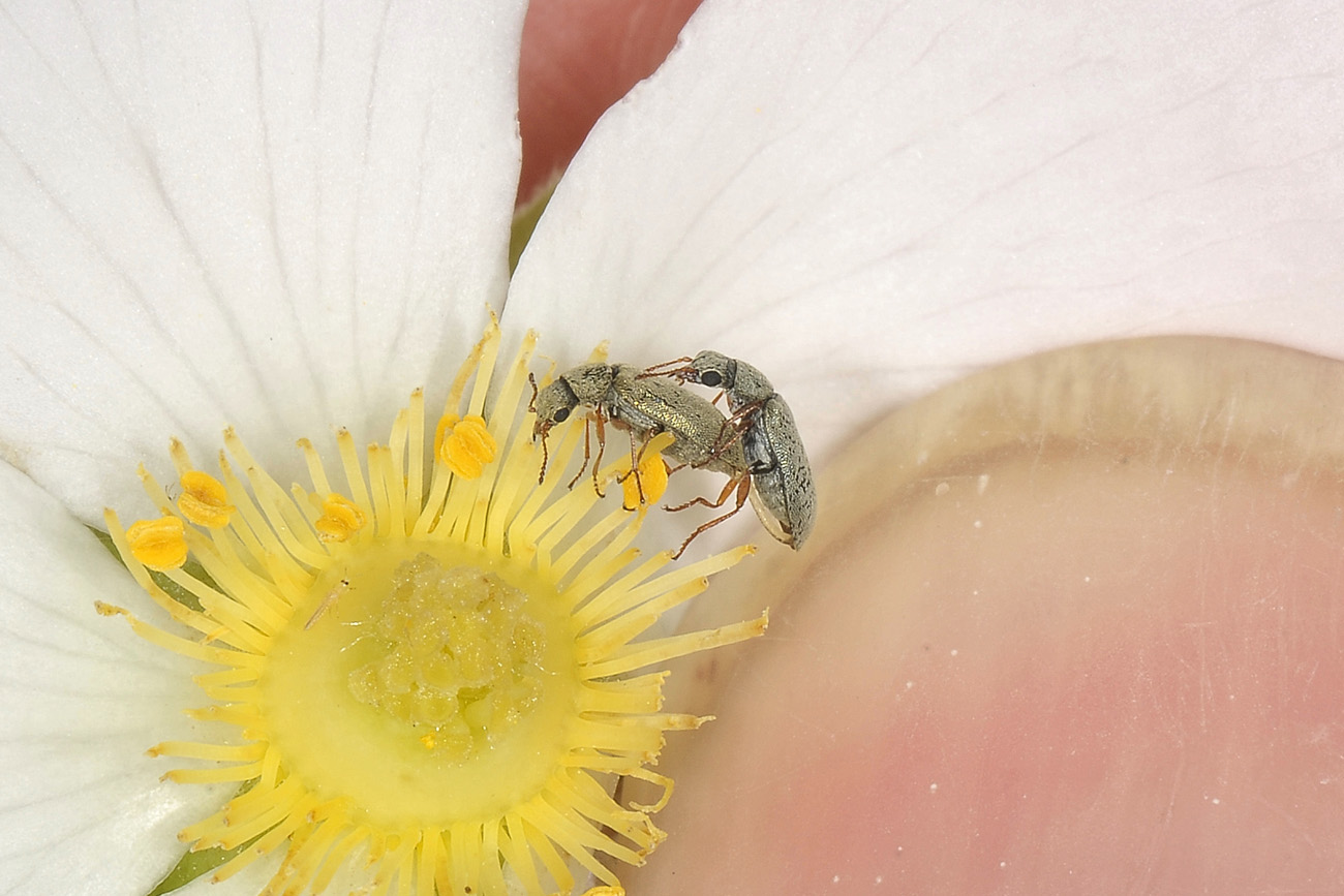 Anthribidae: Ulorhinus bilineatus